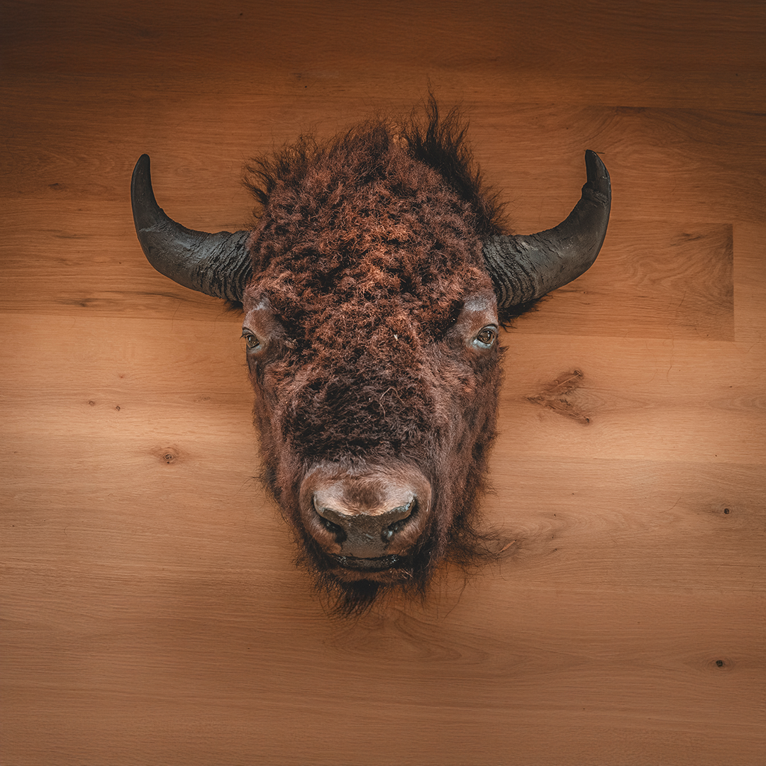 American Bison Taxidermy Head Mount