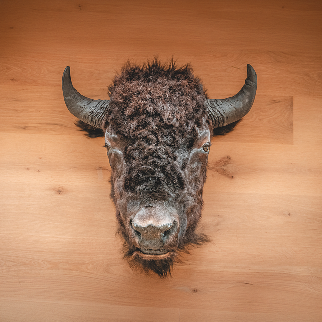 American Bison Taxidermy Head Mount