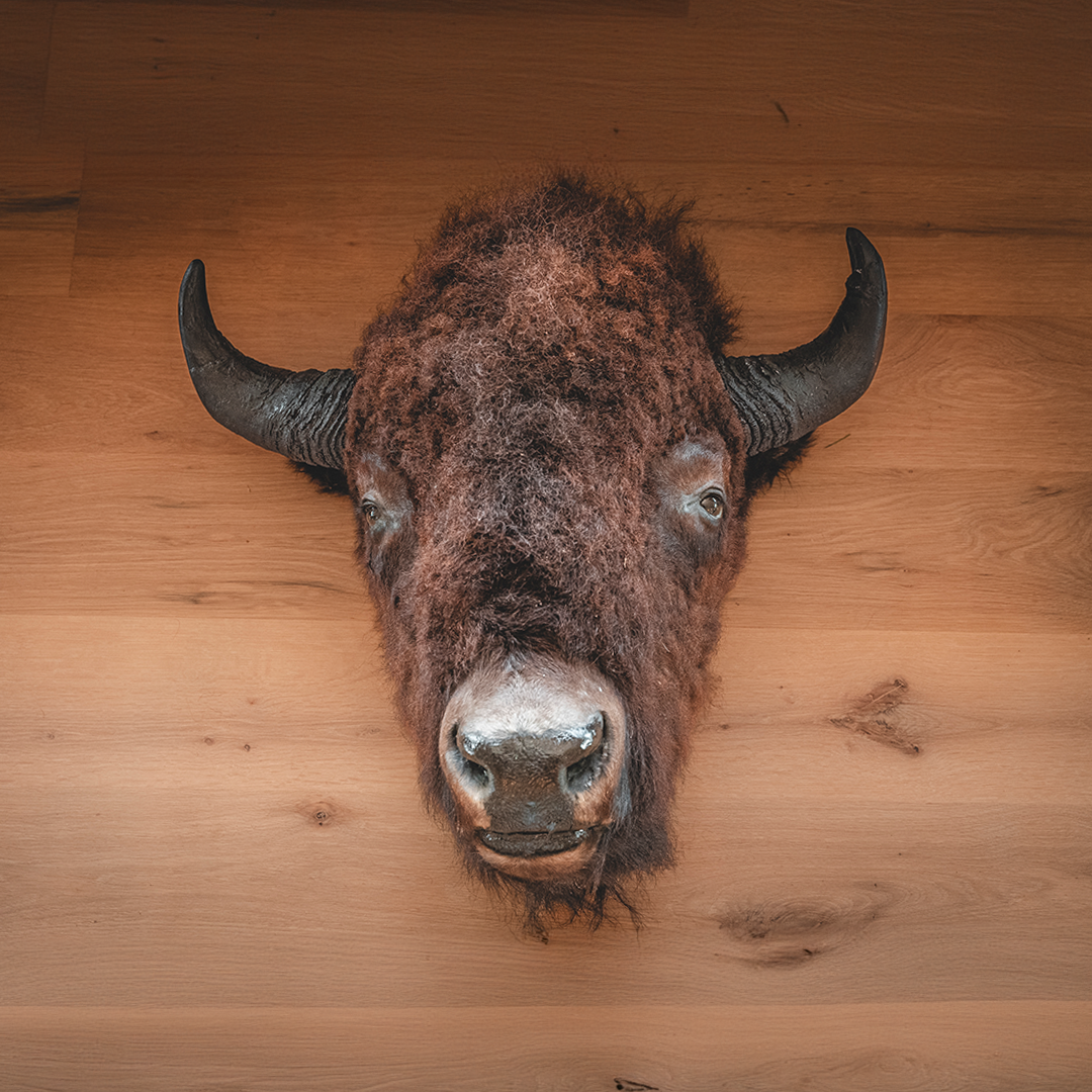 American Bison Taxidermy Head Mount