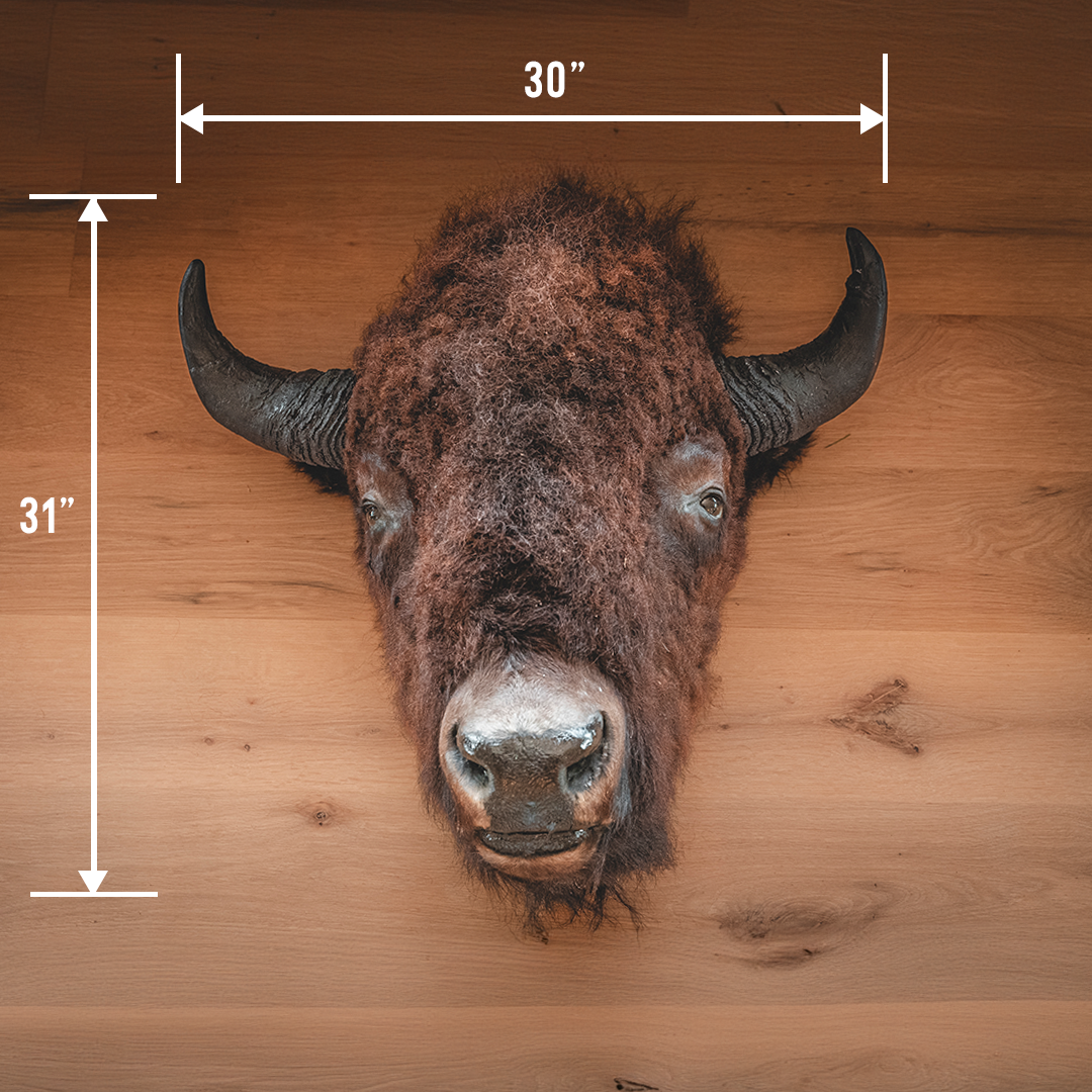 American Bison Taxidermy Head Mount