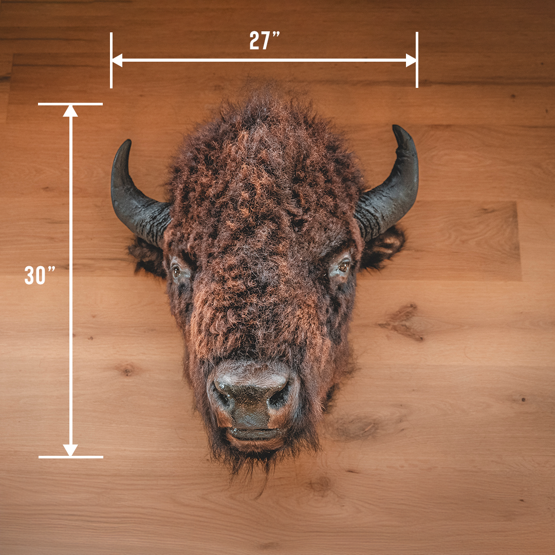 American Bison Taxidermy Head Mount