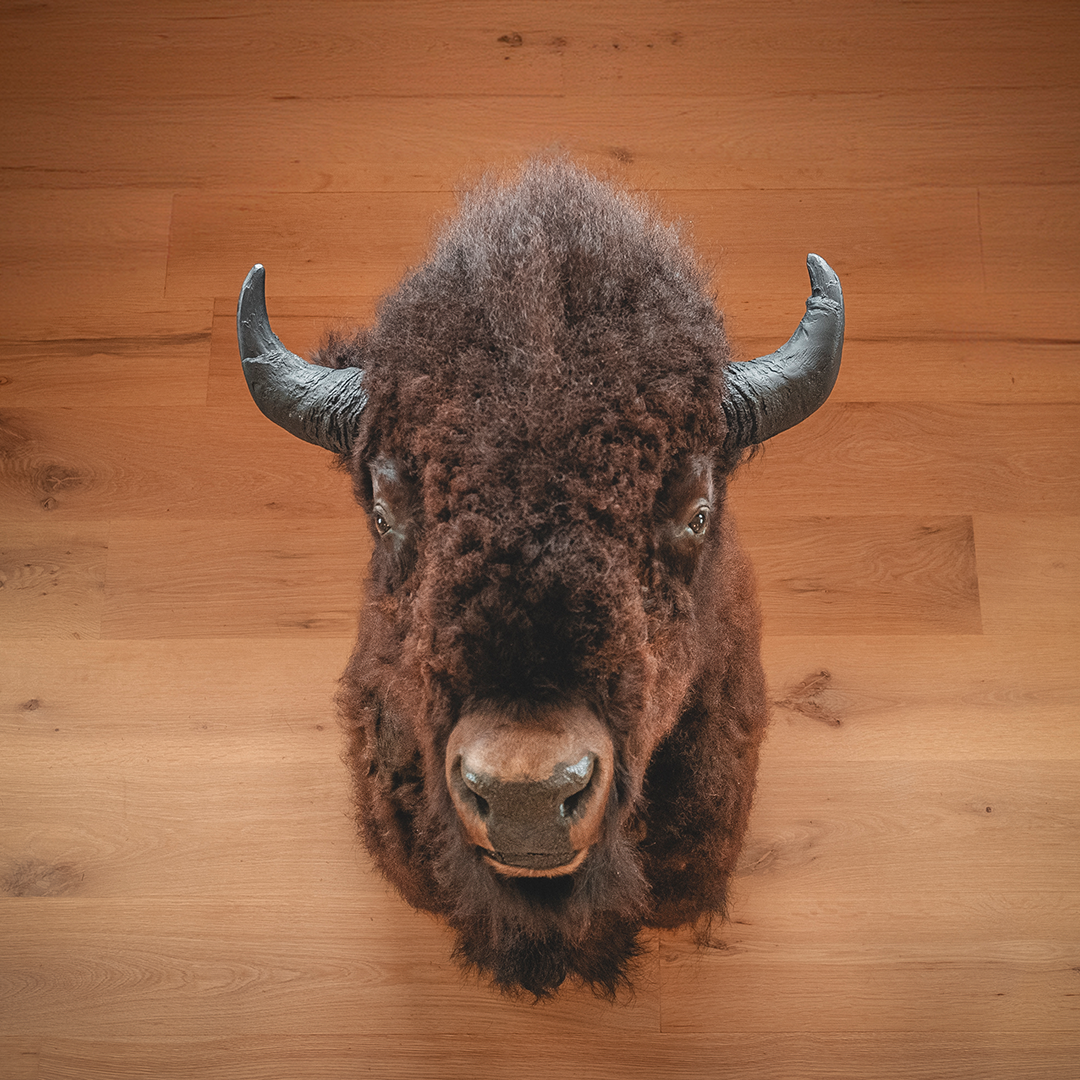 American Bison Taxidermy Shoulder Mount