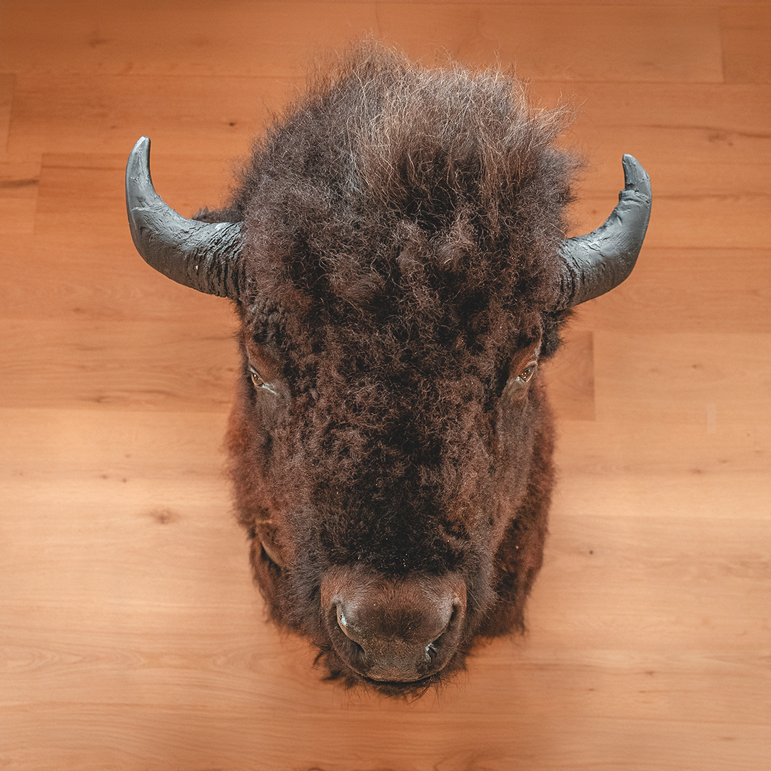 American Bison Taxidermy Shoulder Mount