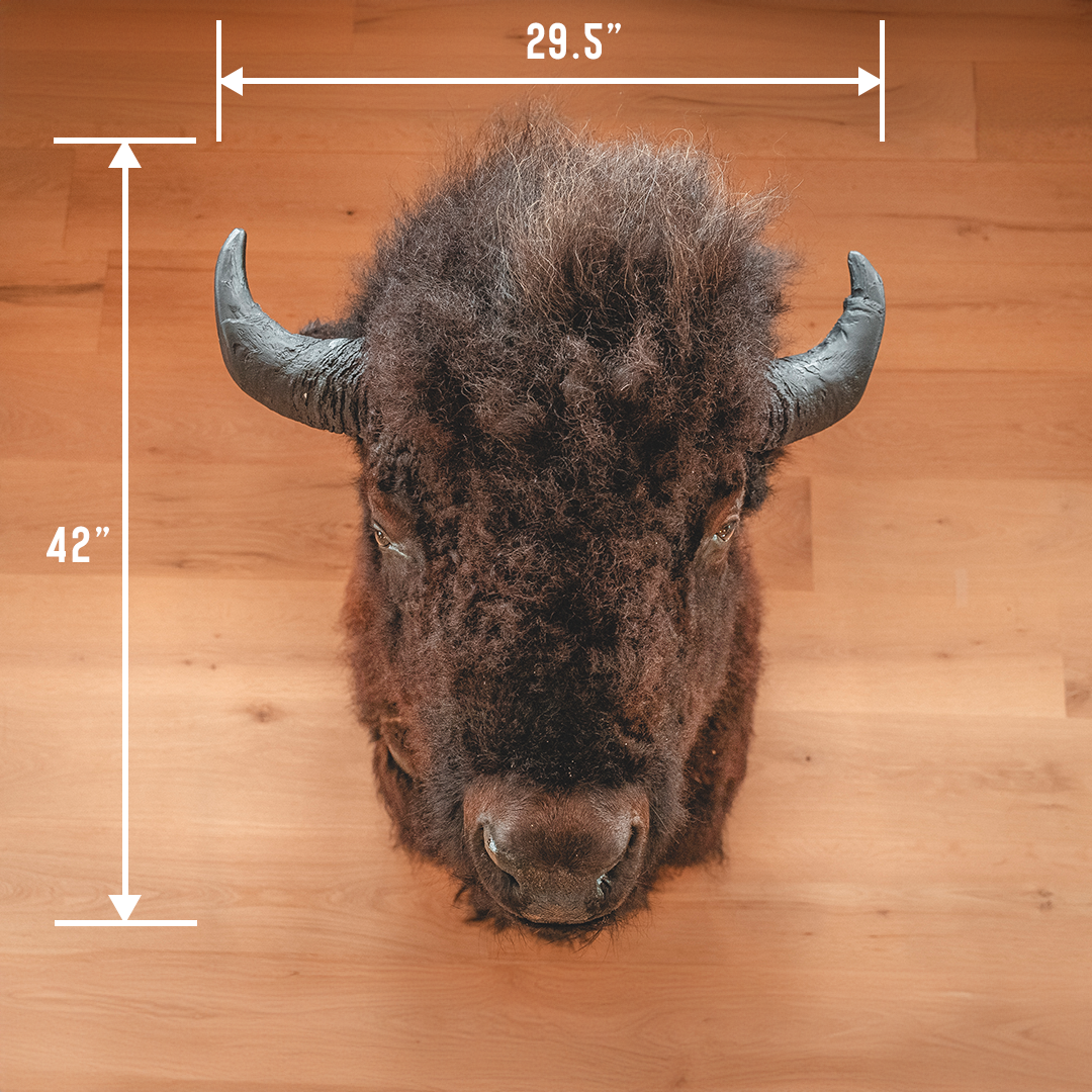 American Bison Taxidermy Shoulder Mount