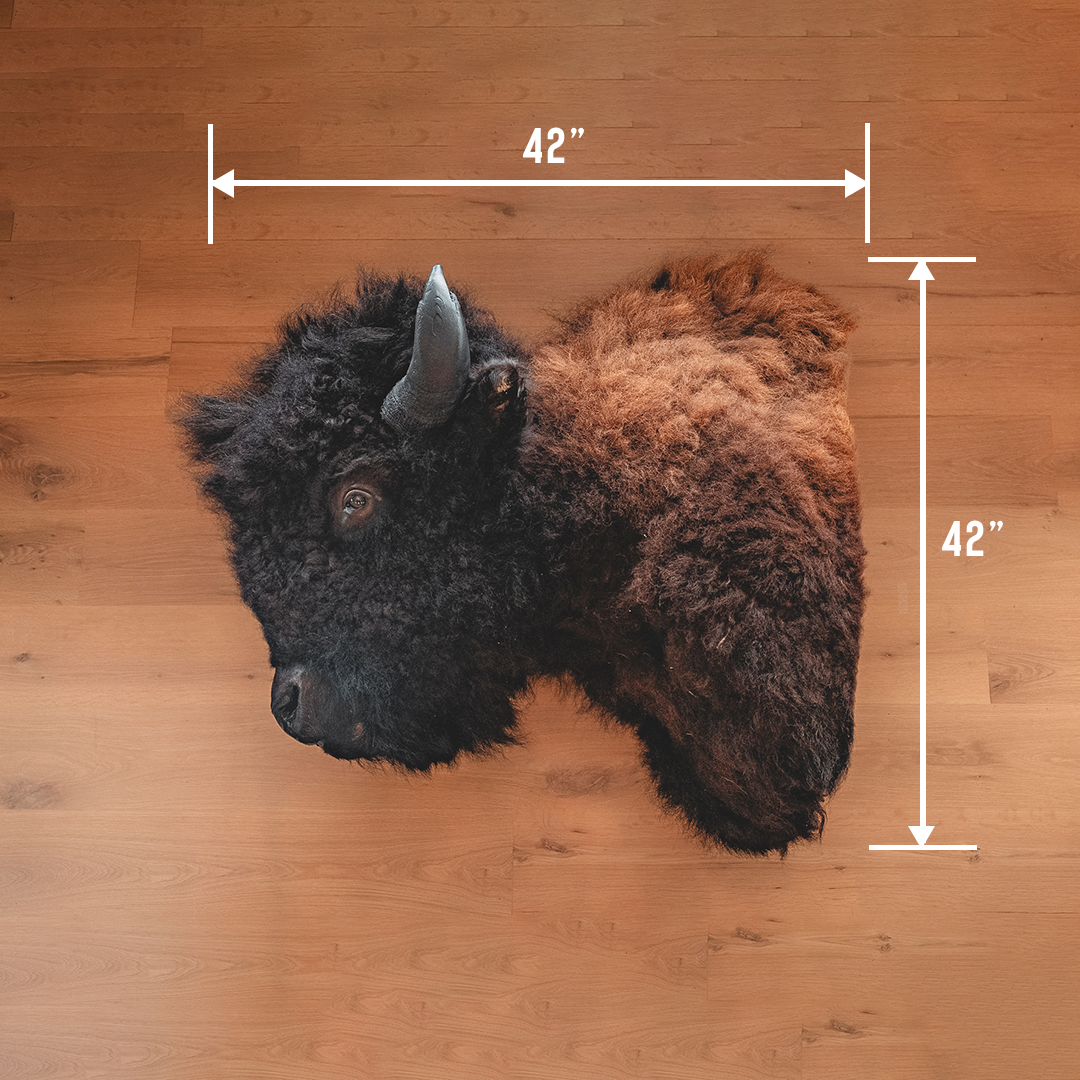 American Bison Taxidermy Shoulder Mount