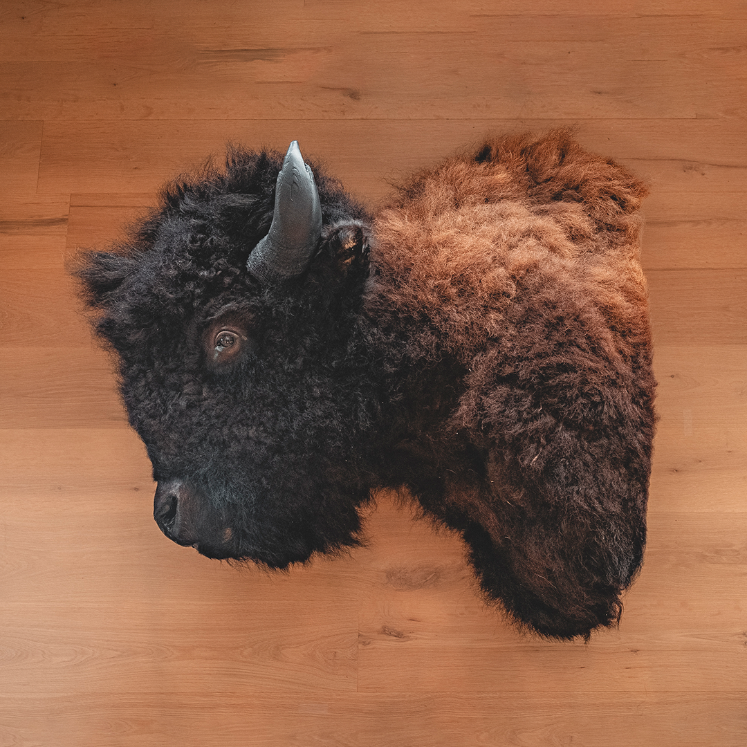 American Bison Taxidermy Shoulder Mount