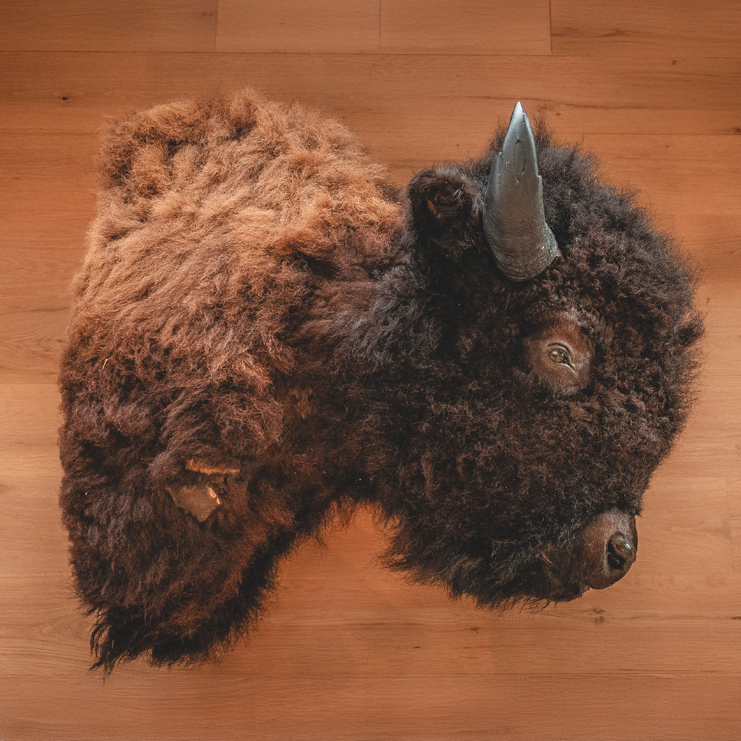 American Bison Taxidermy Shoulder Mount