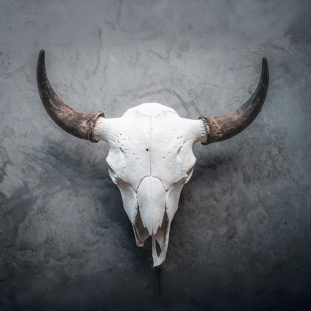 Bison Skull Taxidermy Mount