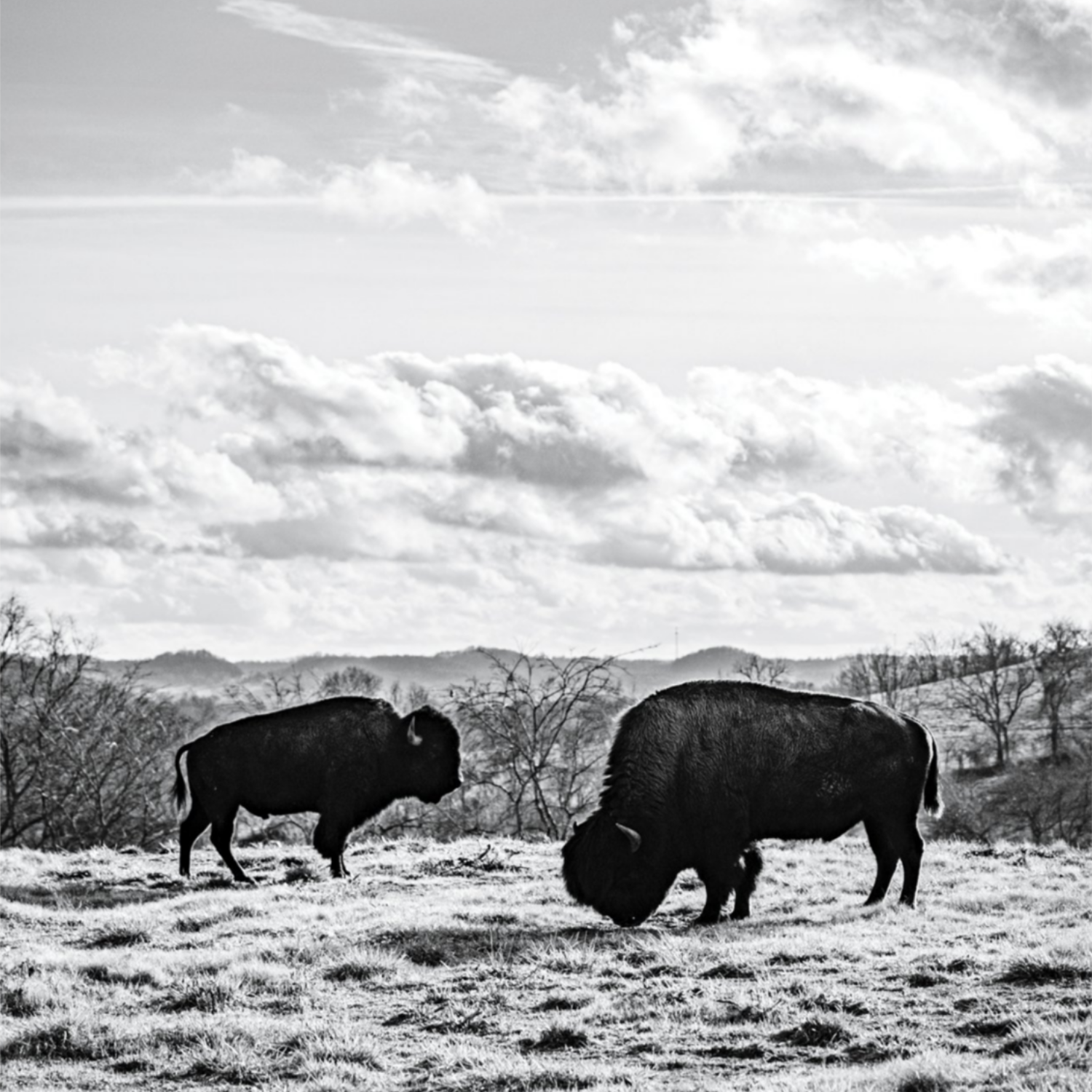 Tennessee Bison